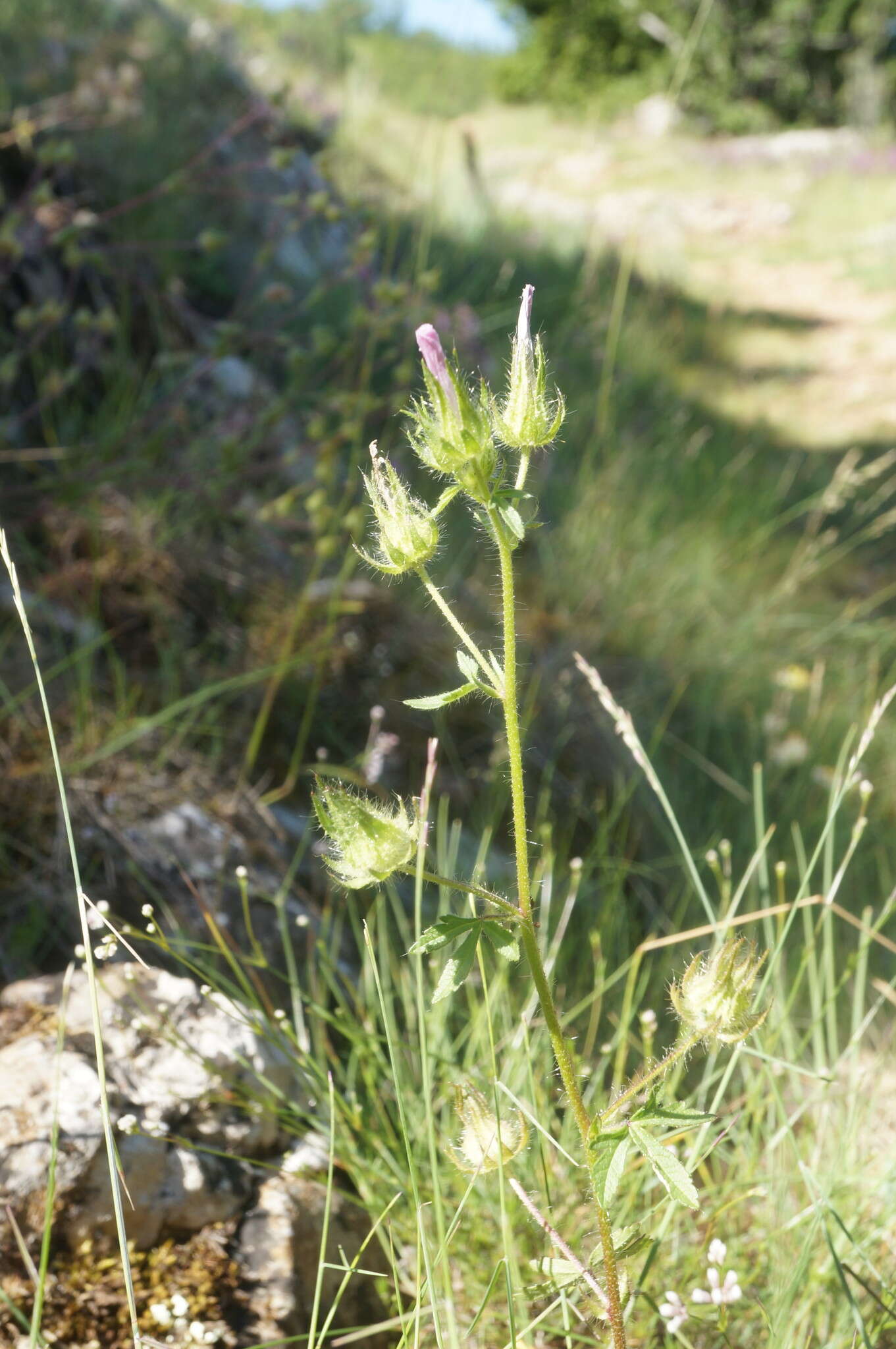 Image de Mauve hérissée