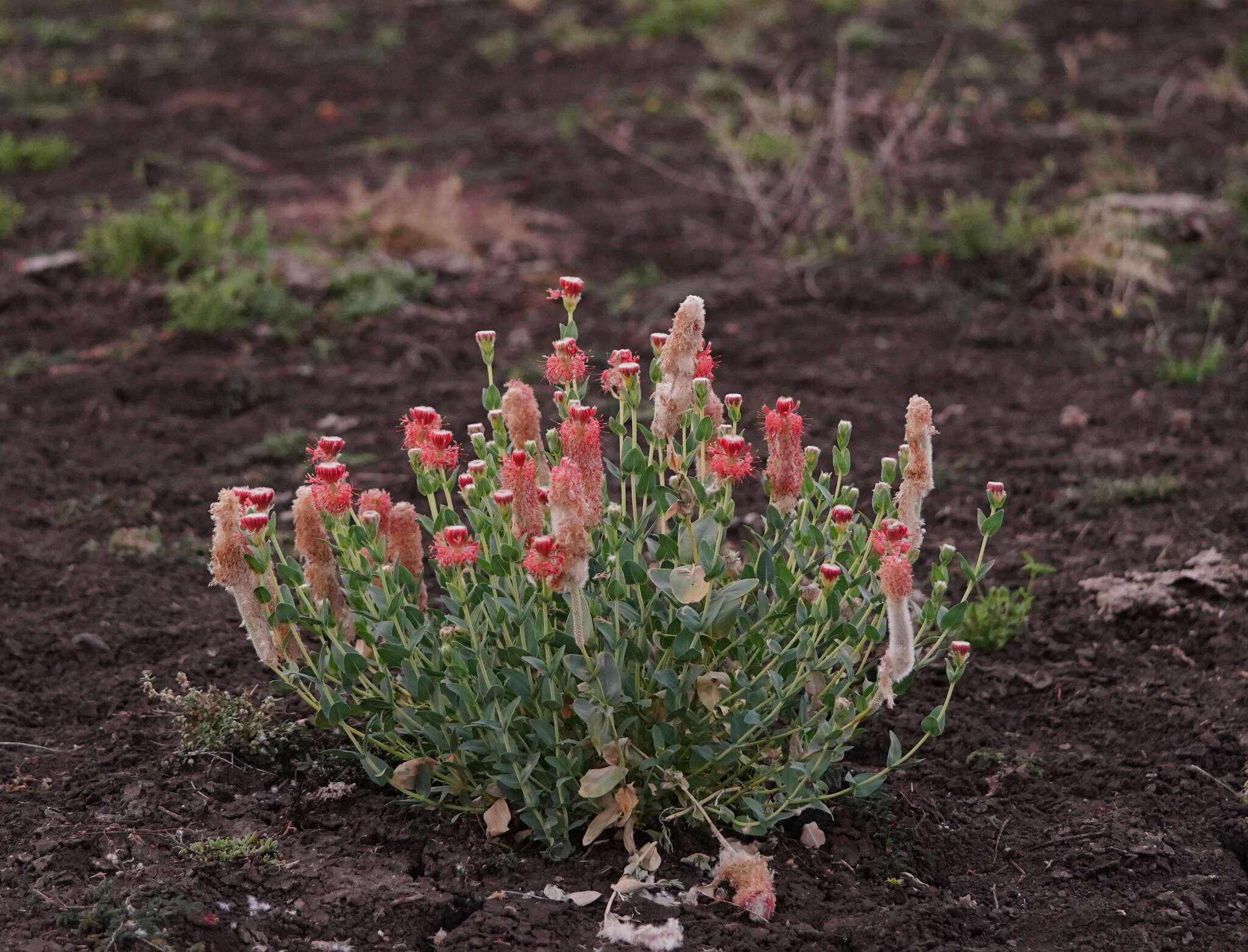 Image of Pimelea decora Domin