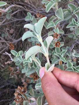 Imagem de Cistus parviflorus Lam.