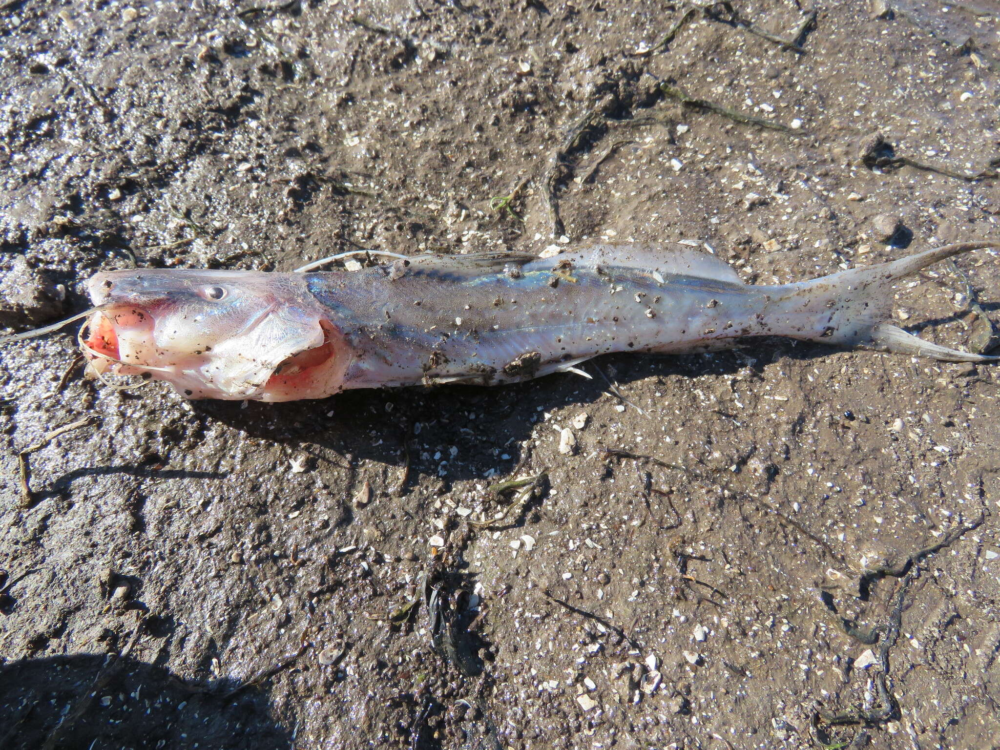 Image of Catfish