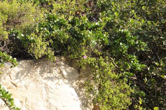 Imagem de Drosanthemum autumnale L. Bol.