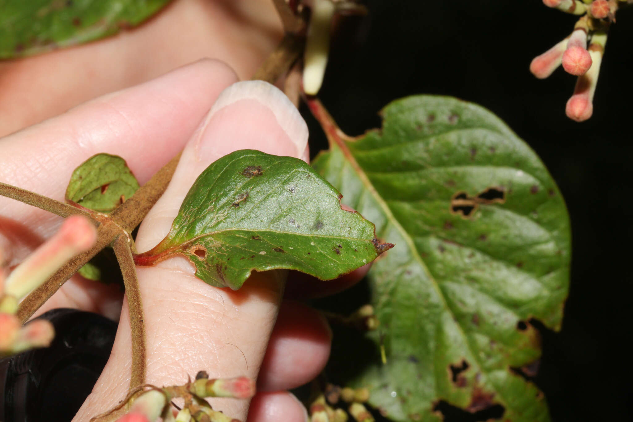 Слика од Cinchona pubescens Vahl