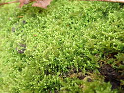 Image of claopodium moss