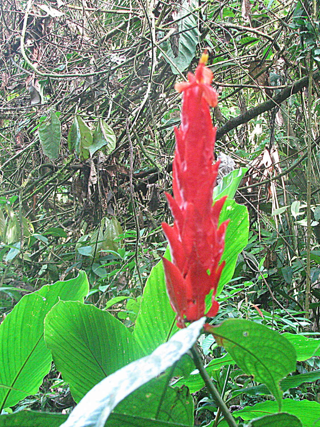 Image of Peruvian wild petunia