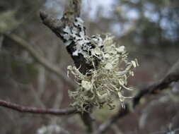 Image of cartilage lichen