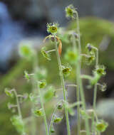 Image of Asimitellaria pauciflora (Rosend.) R. A. Folk & Y. Okuyama