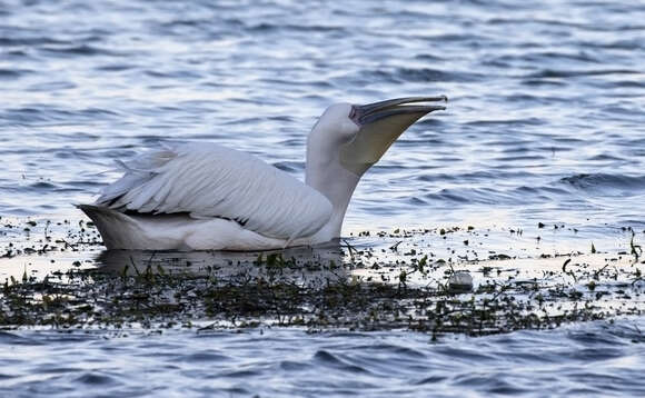 Image of Great White Pelican