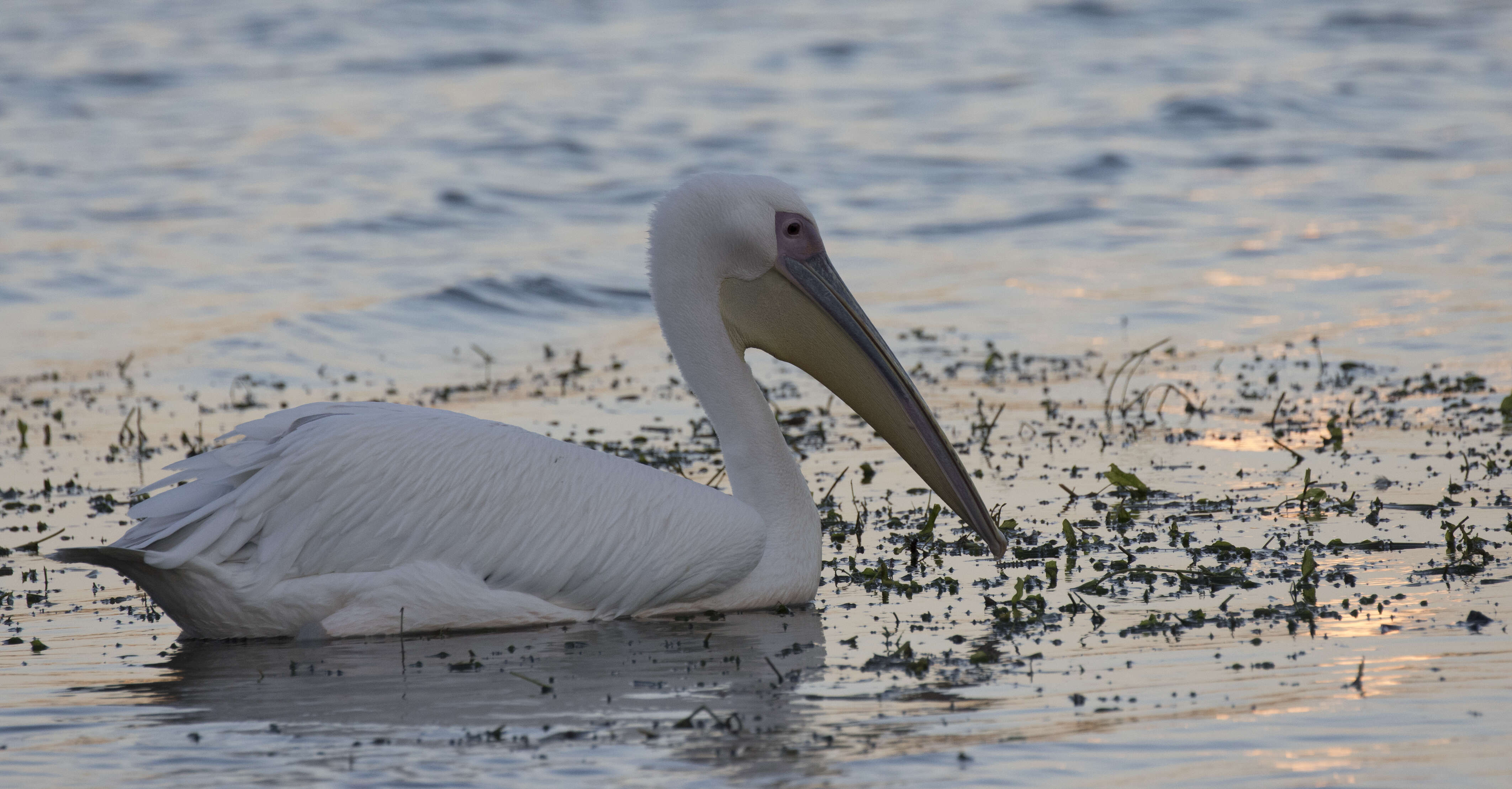 Image of Great White Pelican