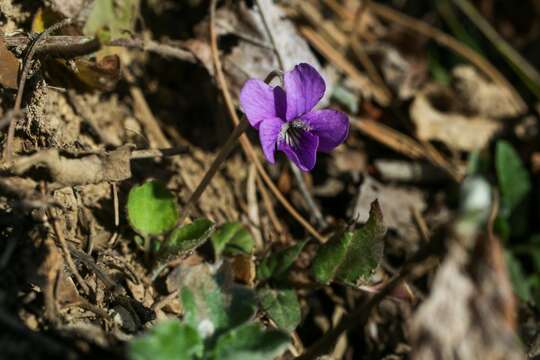 Image of Viola phalacrocarpa Maxim.