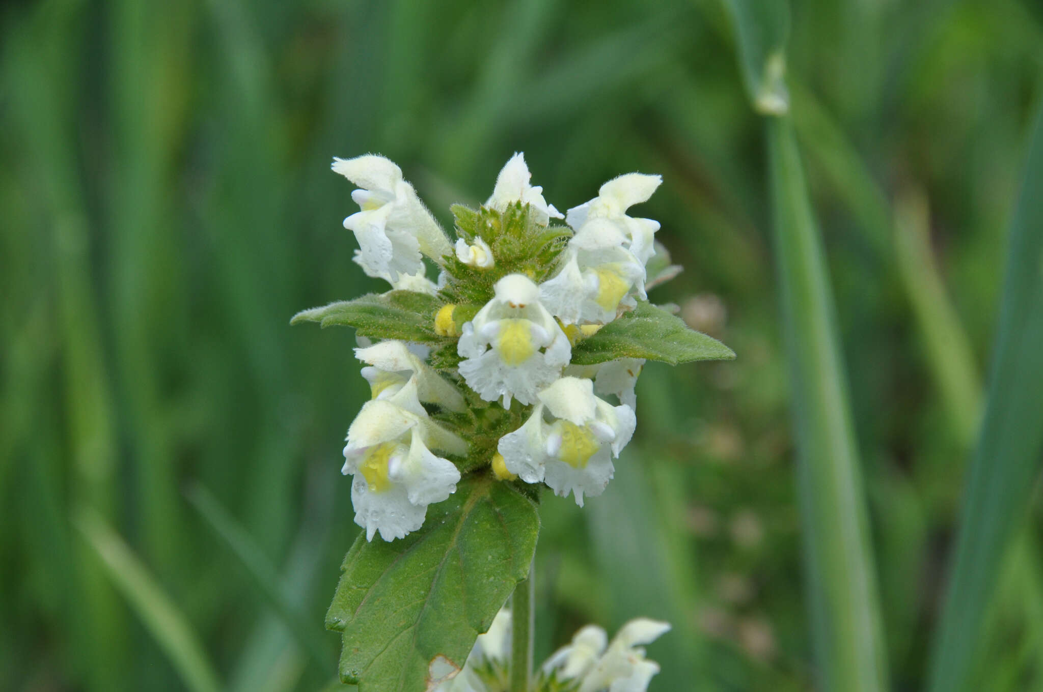 Image of Downy Hemp-nettle