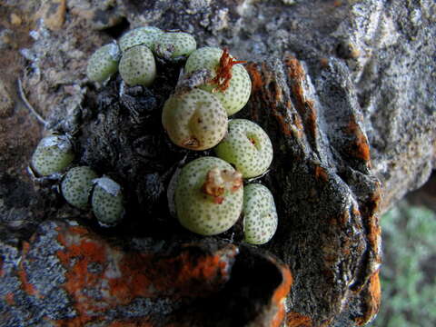 Image of Conophytum truncatum (Thunb.) N. E. Br.