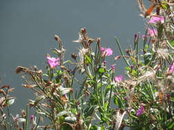 Слика од Epilobium hirsutum L.