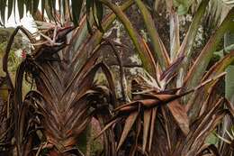 Image of Mountain strelitzia