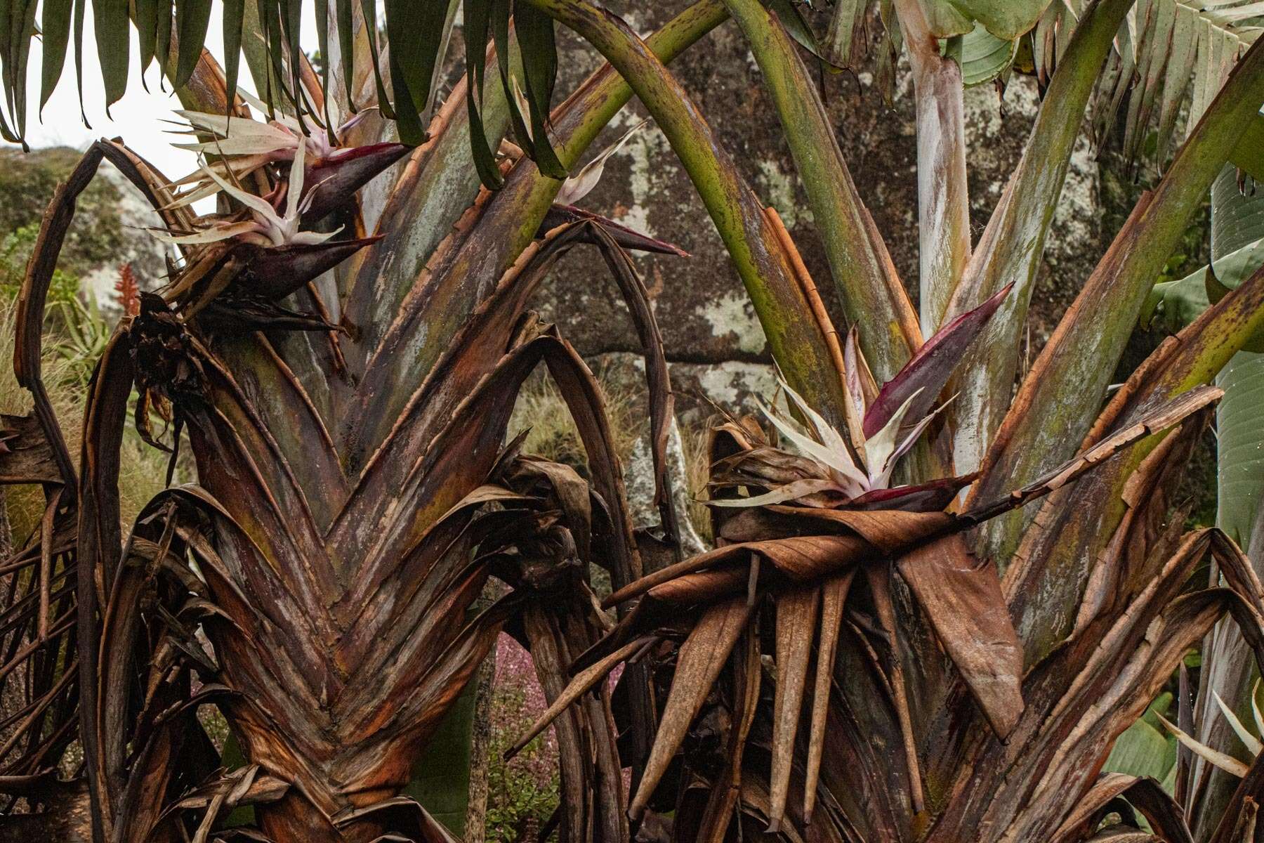 Image of Mountain strelitzia