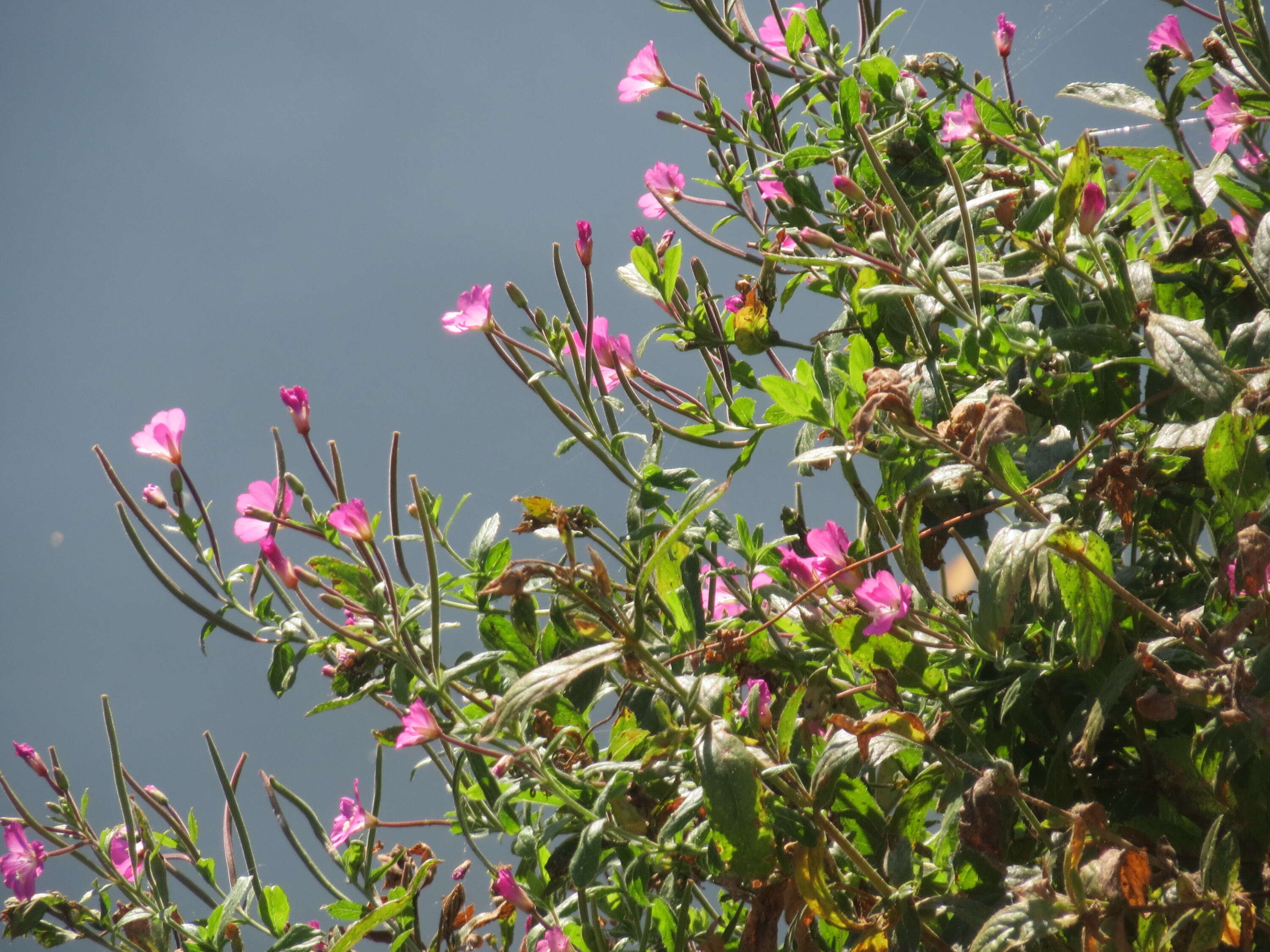 Слика од Epilobium hirsutum L.