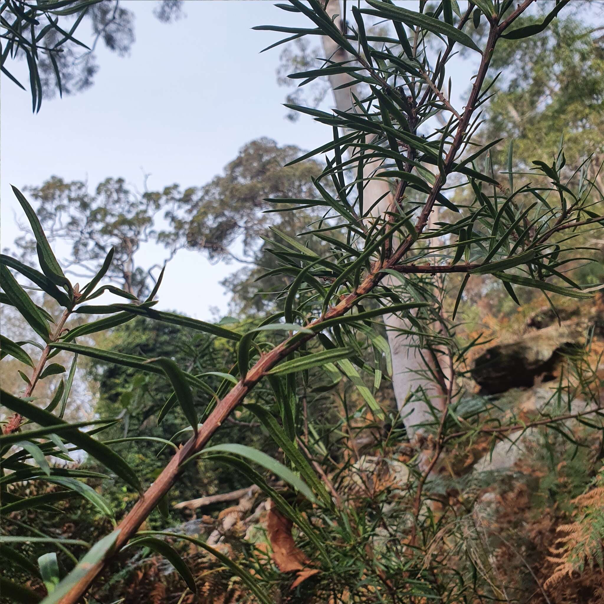 Image of Podocarpus spinulosus (Sm.) R. Br. ex Mirb.