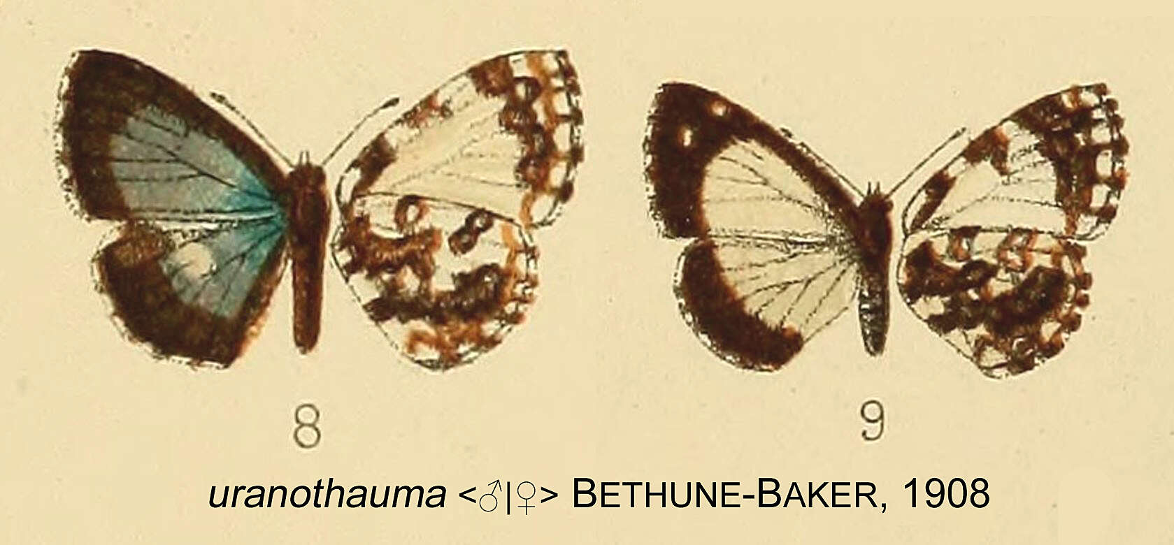 Imagem de Thaumaina uranothauma Bethune-Baker 1908