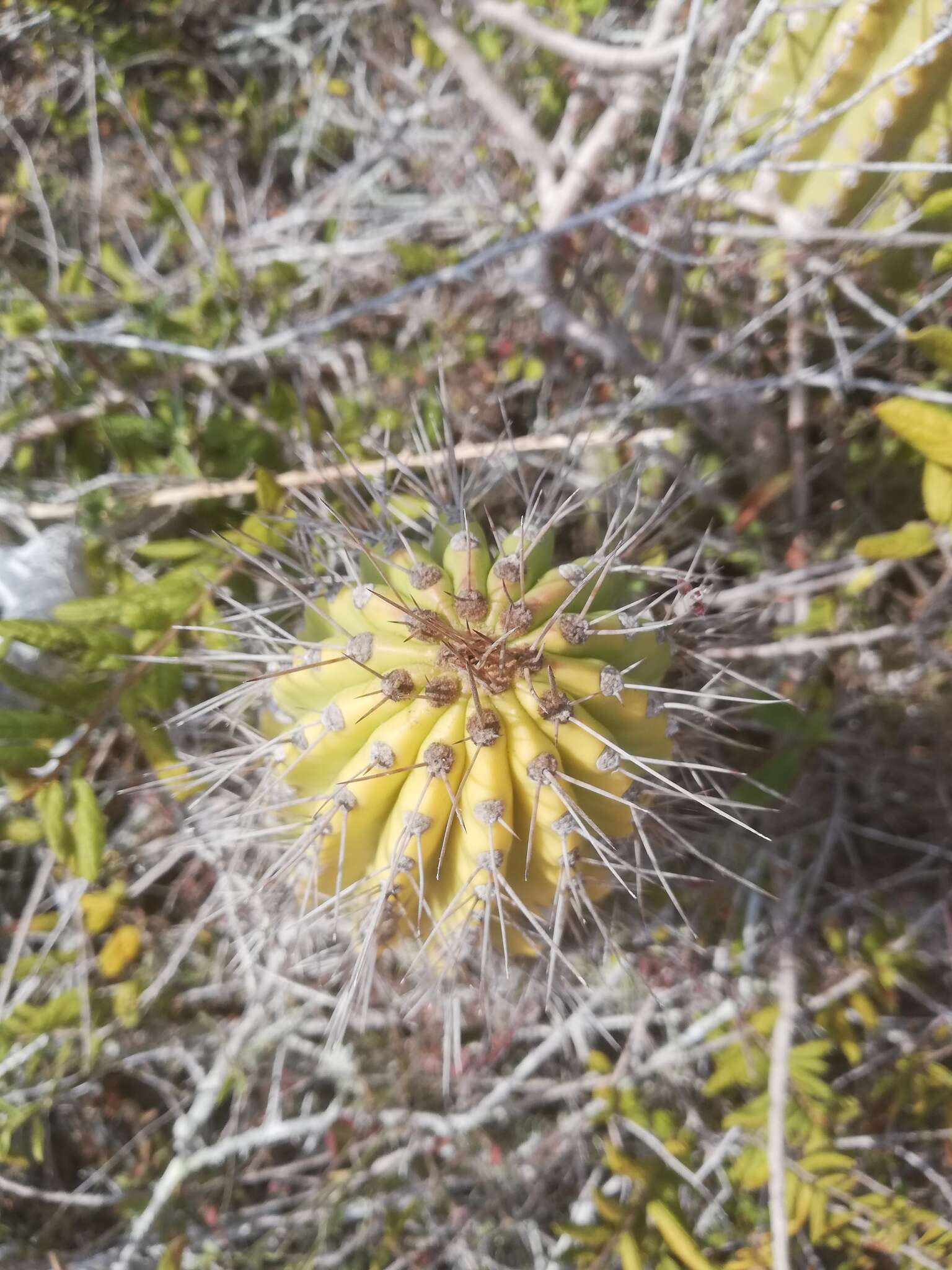 Image of Cephalocereus nudus