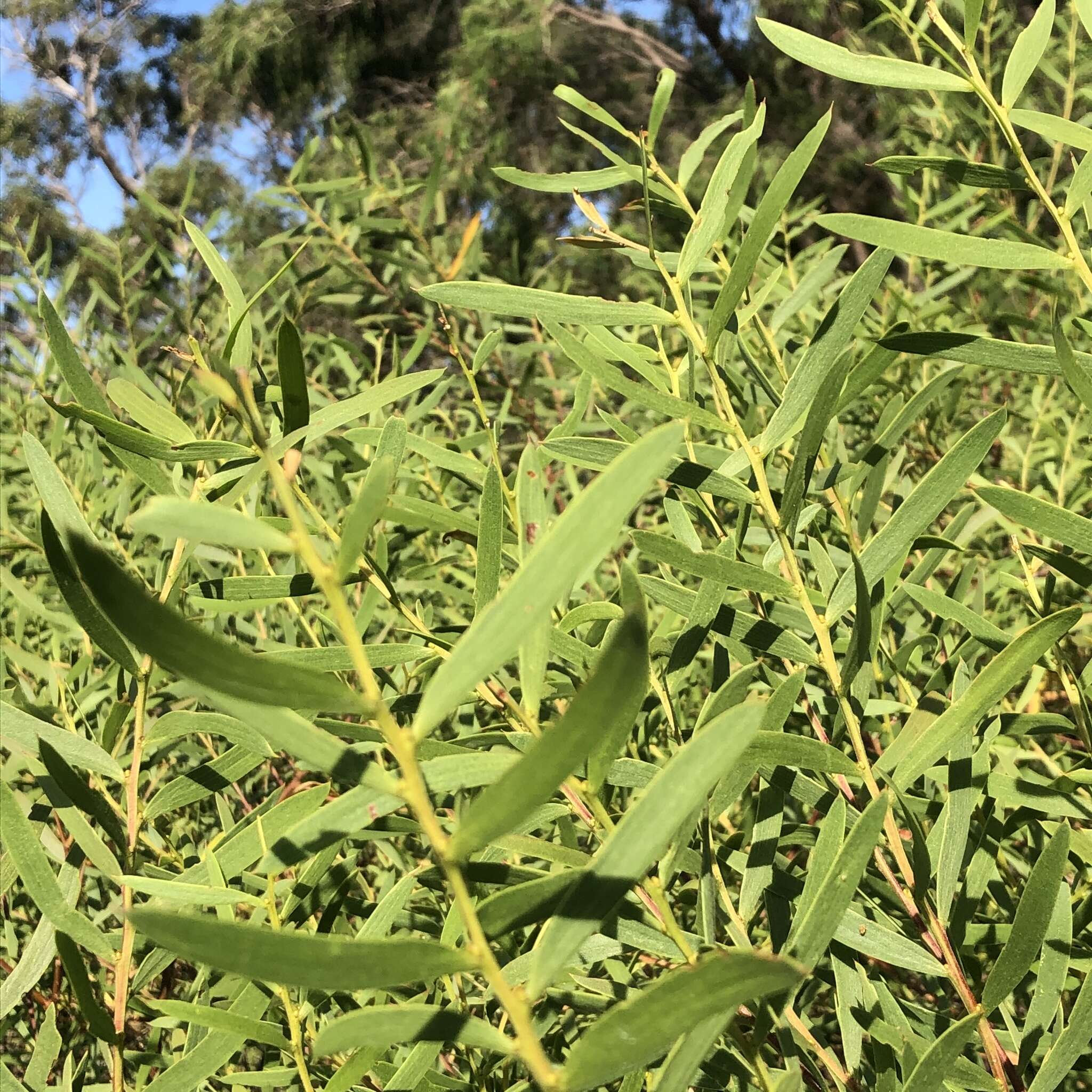 Image of Acacia cochlearis (Labill.) H. L. Wendl.