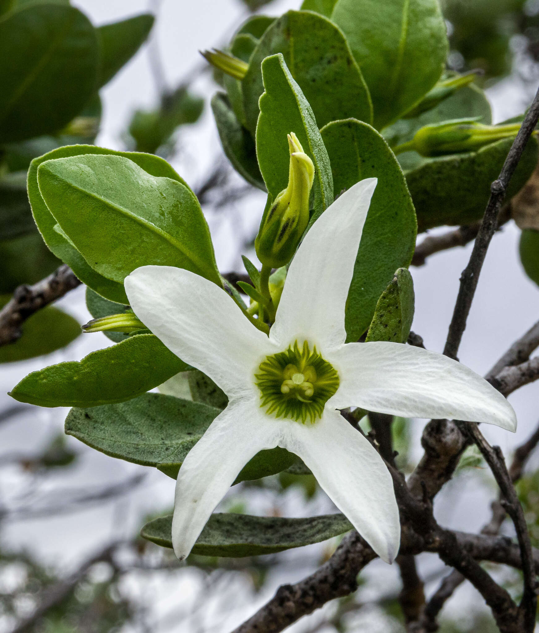 Image of Anthocercis viscosa subsp. viscosa