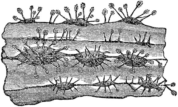 Image of White root rot