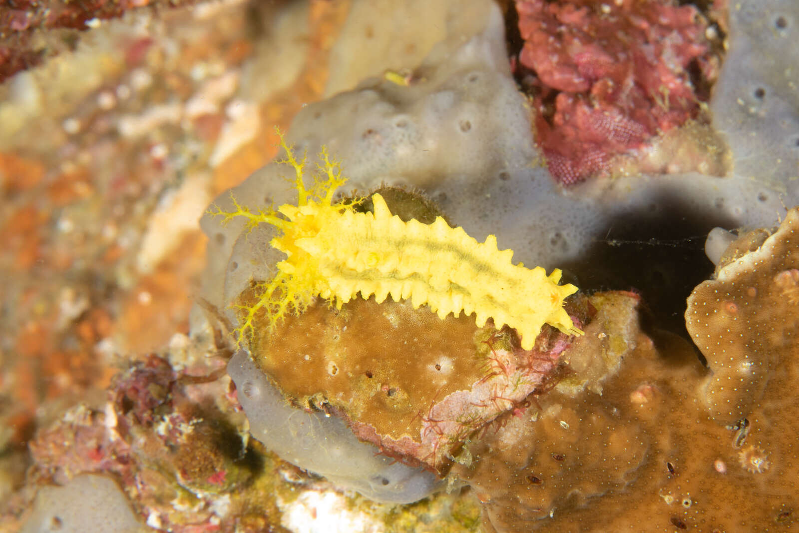 Image of robust sea cucumber