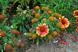 Image of Common perennial gaillardia