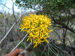 Plancia ëd Pittocaulon velatum var. tzimolensis (T. M. Barkley) B. L. Clark