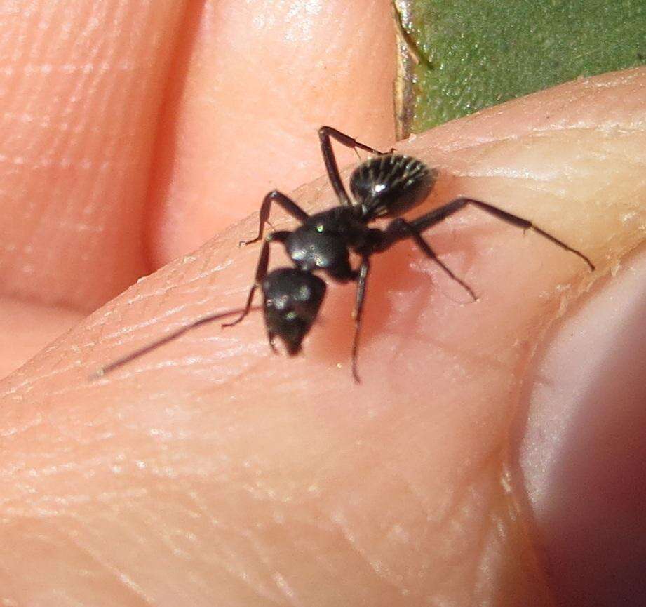 Image of Camponotus arminius Forel 1910