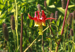 Image of western columbine