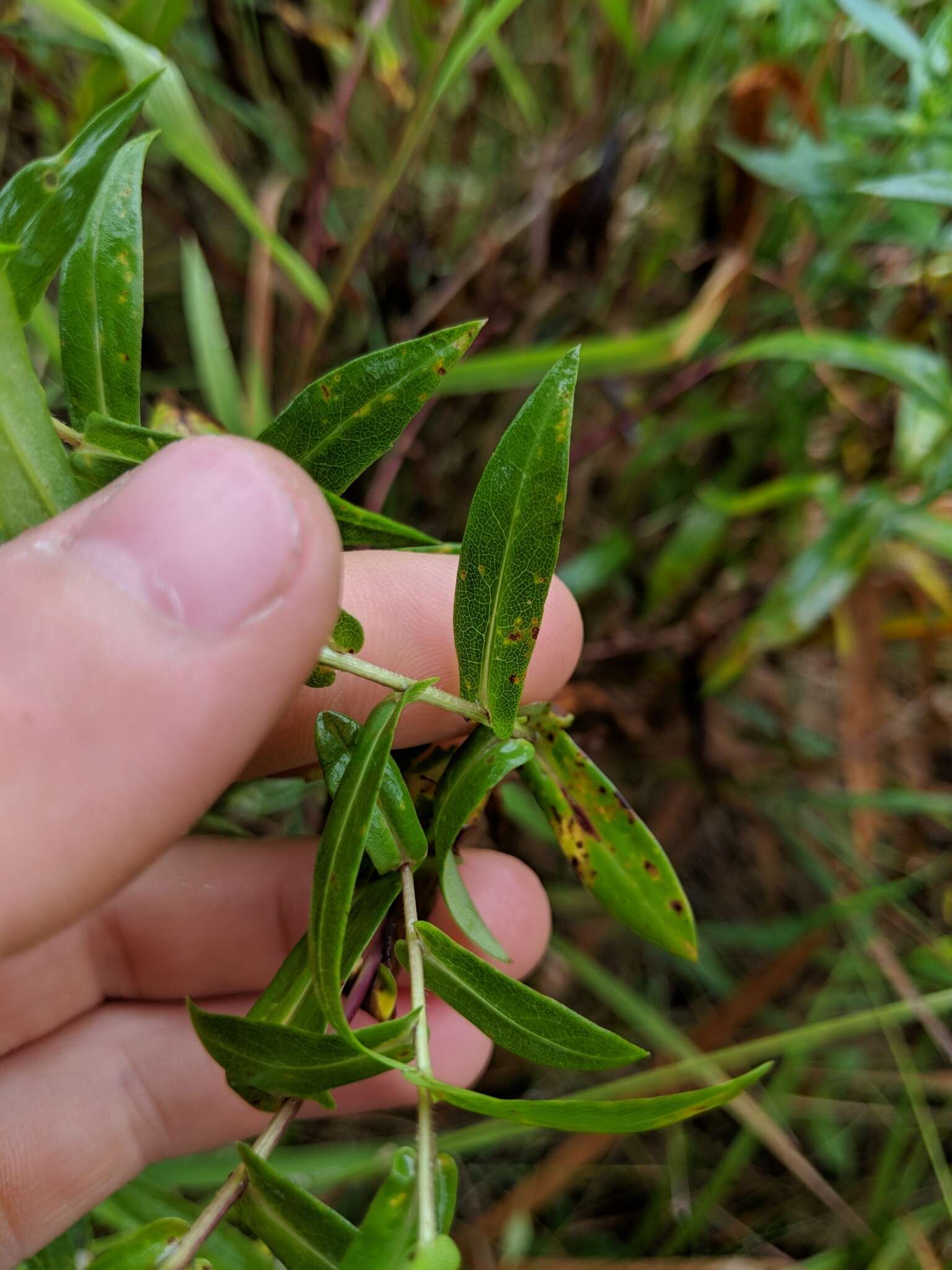 Plancia ëd Symphyotrichum firmum (Nees) G. L. Nesom