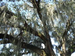 Image of Spanish moss