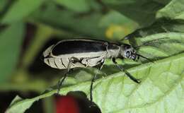 Image of Margined Blister Beetle