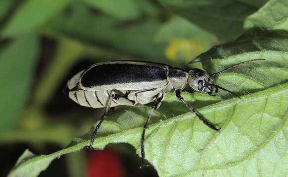 Image of Margined Blister Beetle