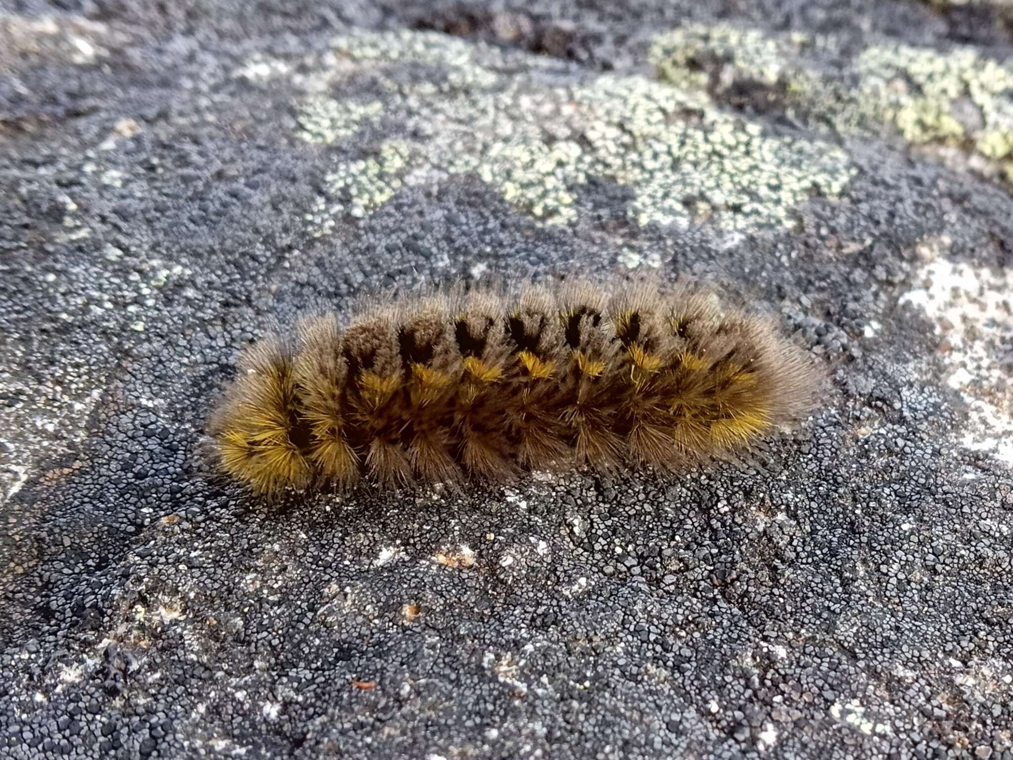 Image of Ross' Tussock Moth