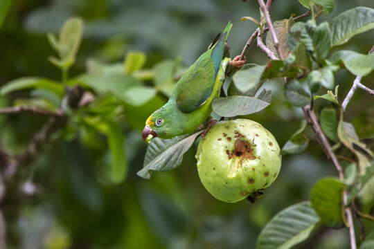 Image of Tui Parakeet