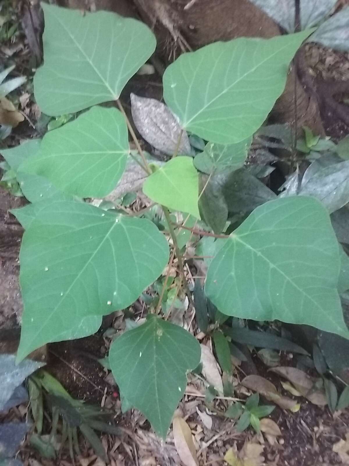 Image of Homalanthus nutans (G. Forst.) Guill.