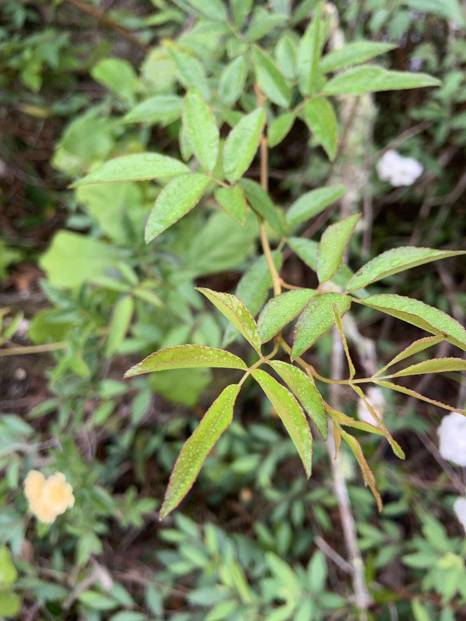 Image of Banks’ Rose