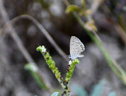 Imagem de Hemiargus ramon