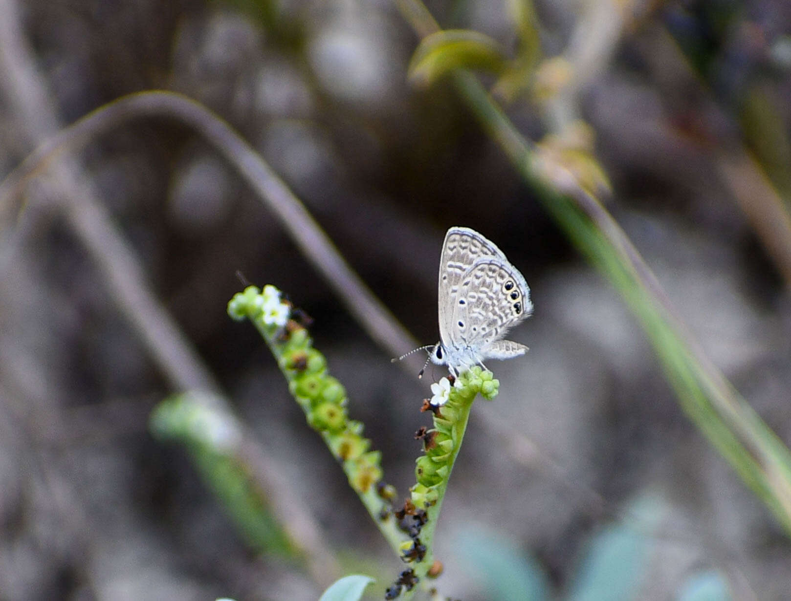 Imagem de Hemiargus ramon