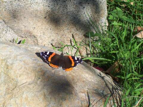 Image of Red Admiral