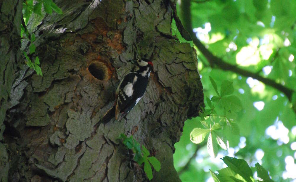 Image of Great Spotted Woodpecker