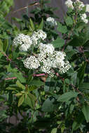 Imagem de Spiraea virginiana Britt.