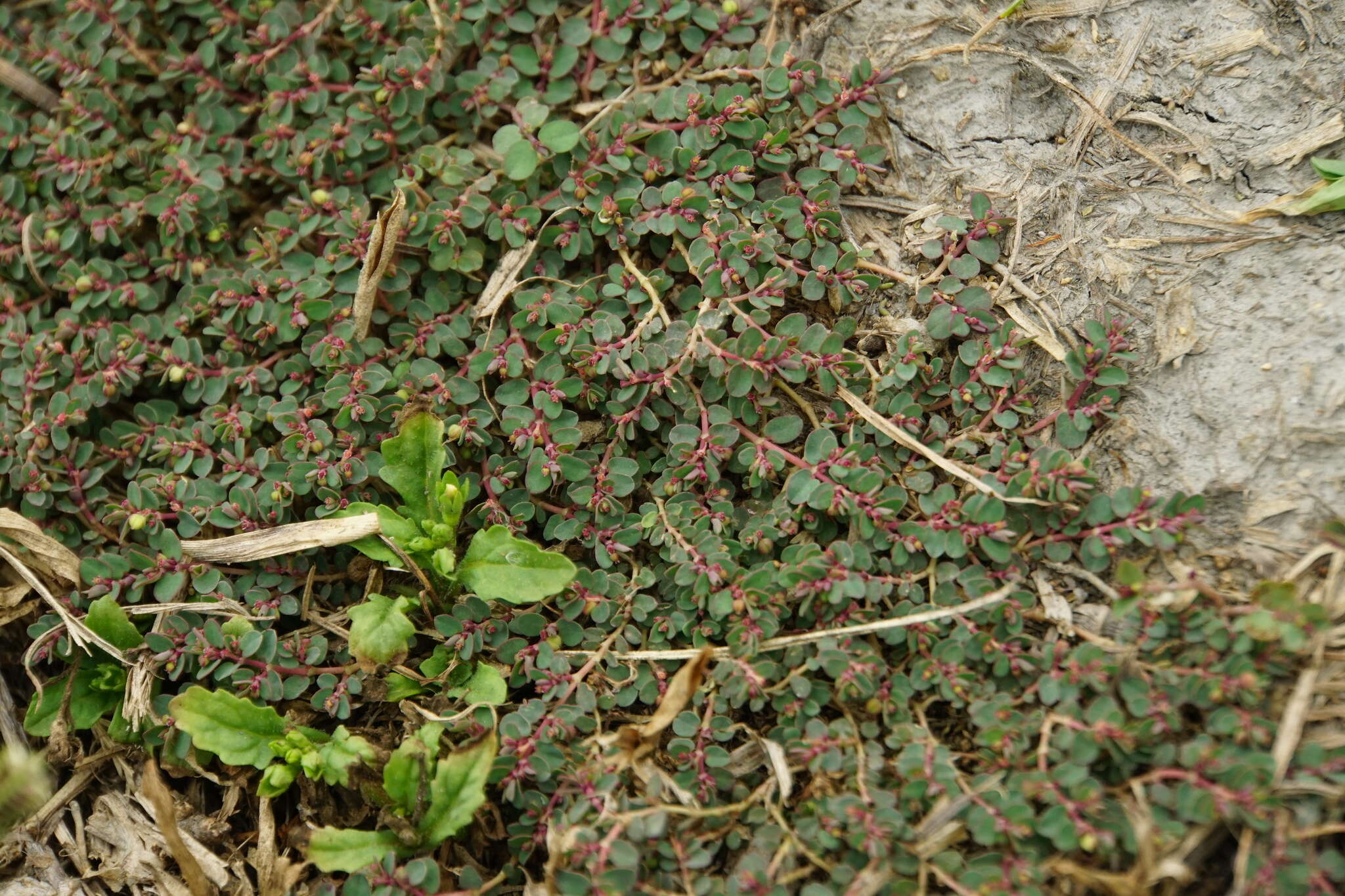 Image of Euphorbia makinoi Hayata