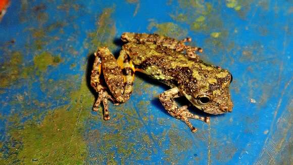 Image of Bandeirantes Snouted Treefrog