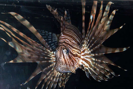 Image of Common lionfish