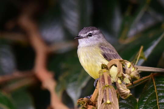 Image of Sooty-headed Tyrannulet