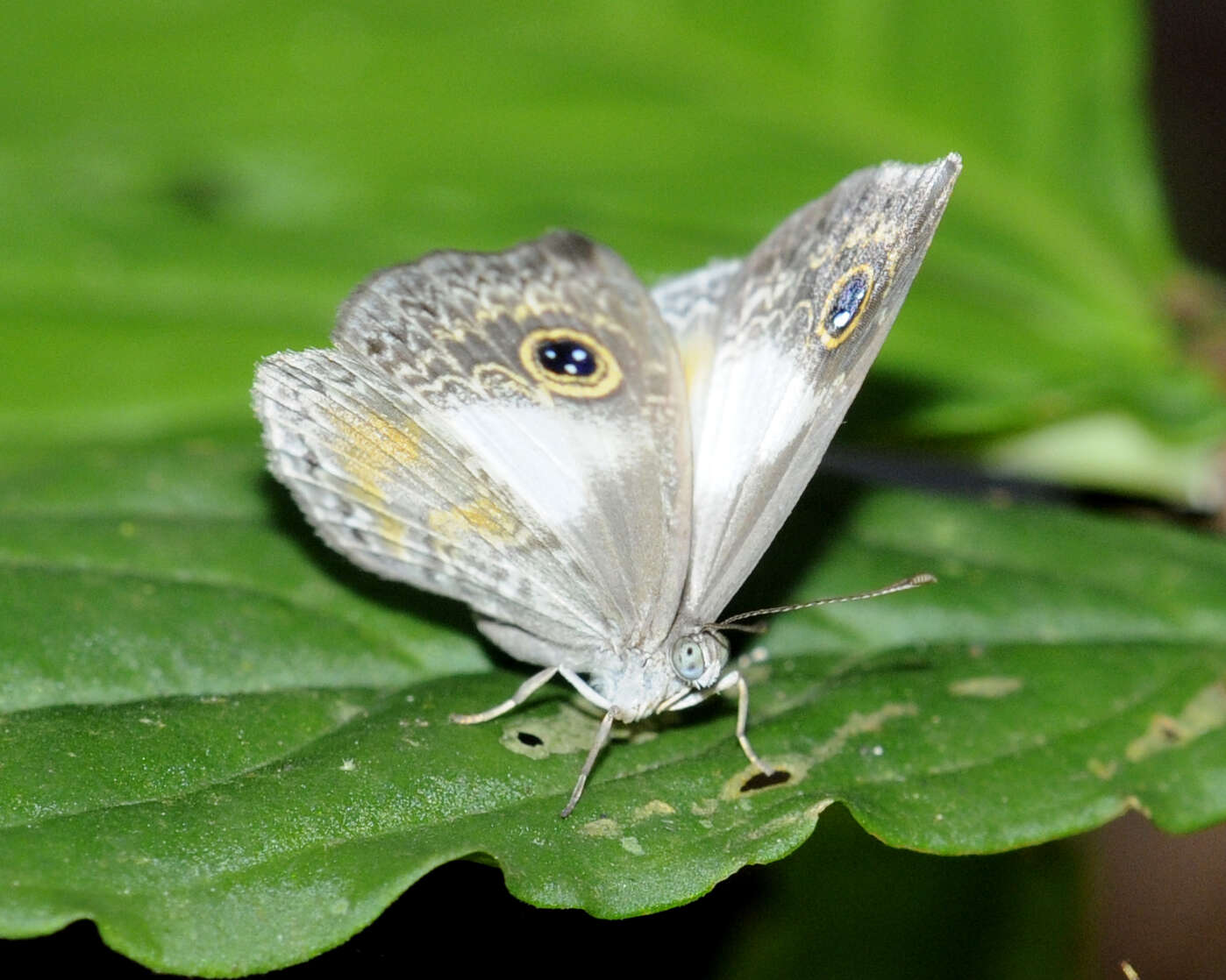 Plancia ëd <i>Perophthalma lasciva</i>