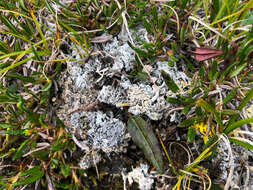 Image of Tundra saucer lichen
