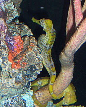 Image of Long-snout Seahorse